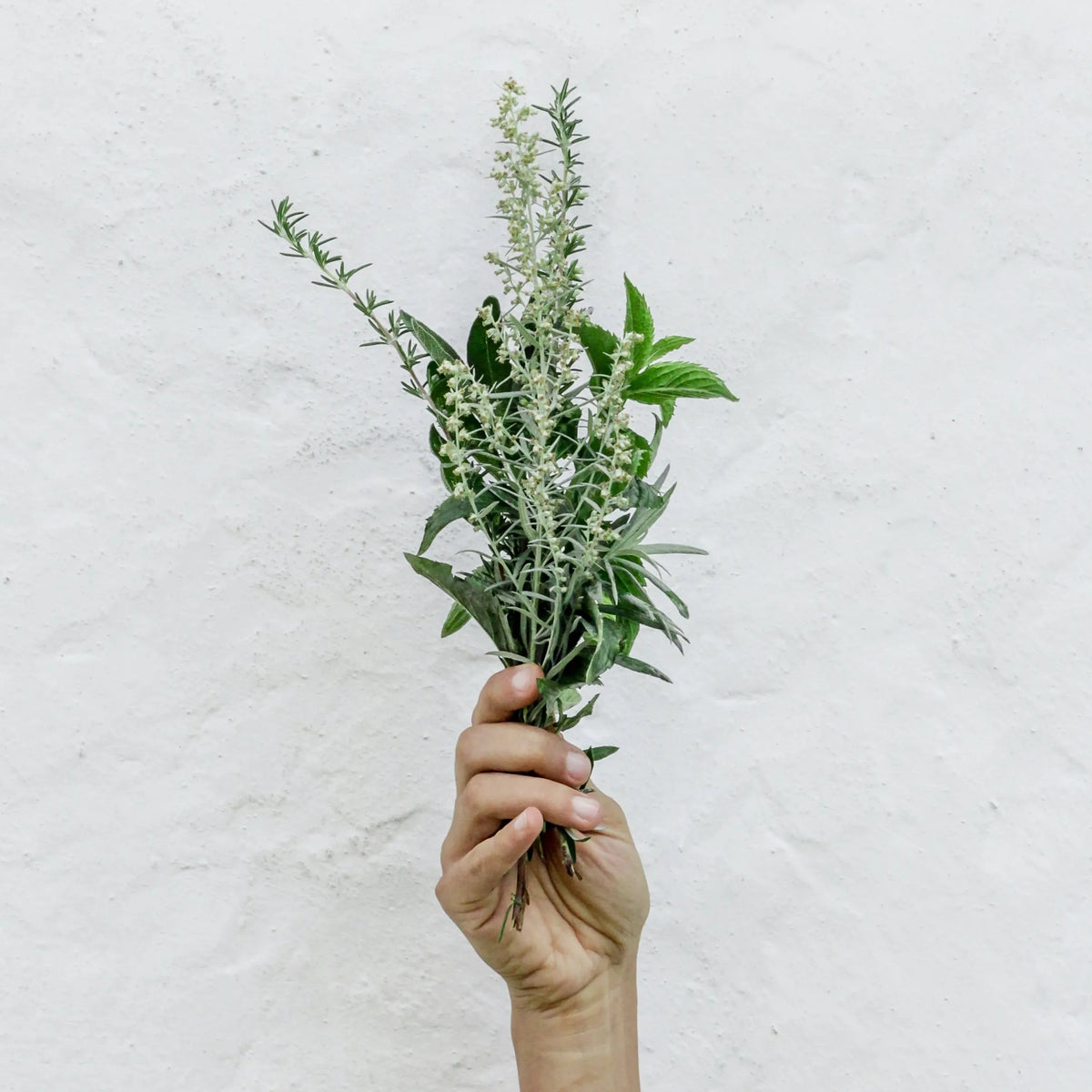 Propiedades mágicas de la LAVANDA, SALVIA Y ROMERO