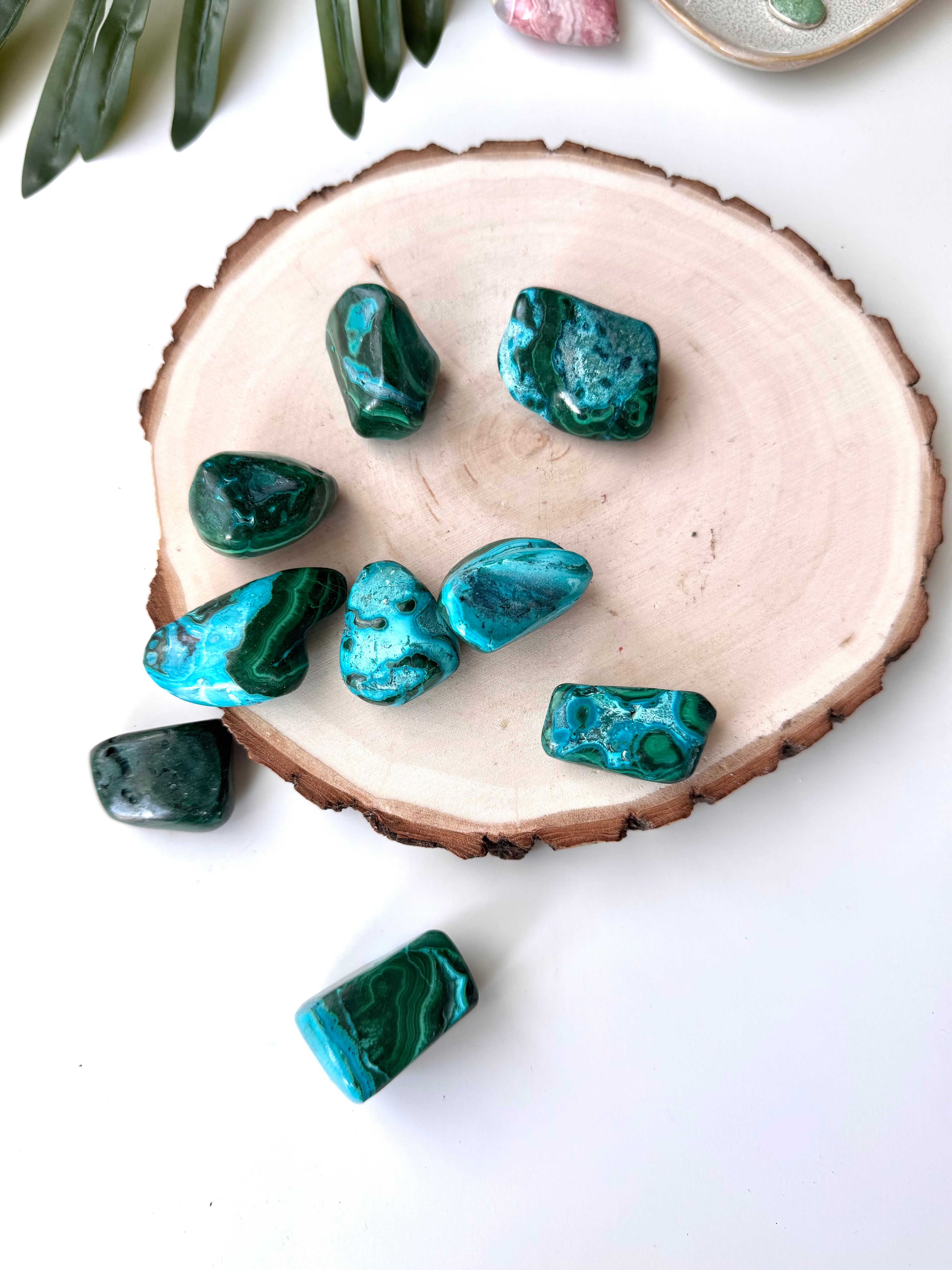 RODADO MALACOLA | TRANSFORMACIÓN | SALUD