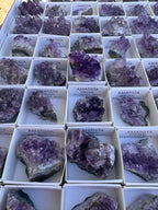 MINI DRUSA AMATISTA | CALMA 🧘